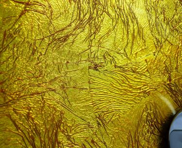 Aufsatz Glas Waschbecken gold rot 31cm 